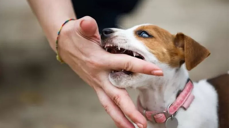 Mengenal Bahaya dan Pencegahan Rabies: Penyakit Zoonosis yang Mematikan – PAFI Kota Dumai